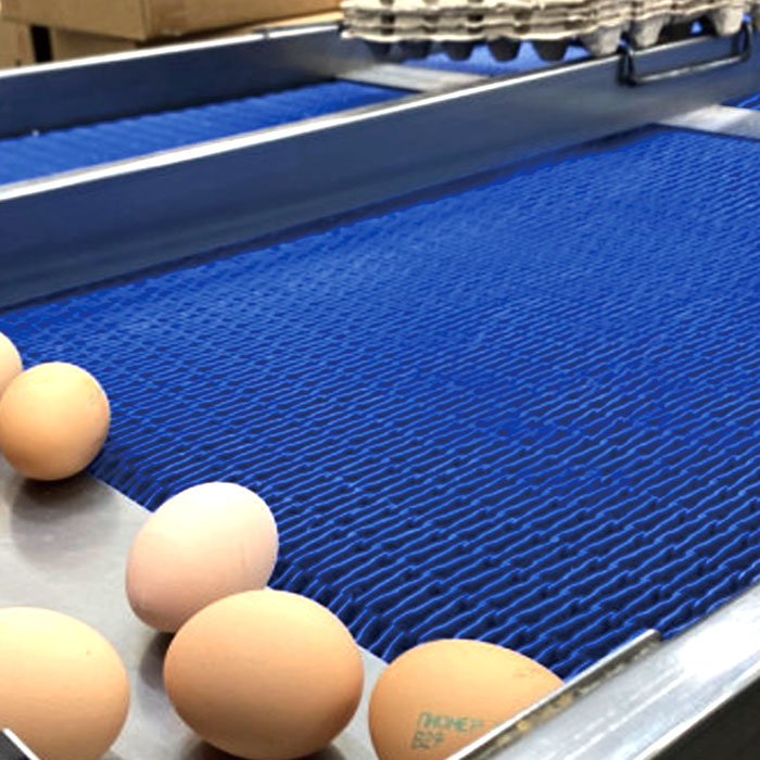 egg conveyor belt